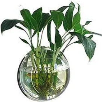 Home Decorative Plants